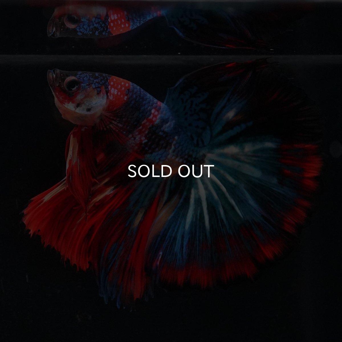 画像21: HM　キャンディ (21)