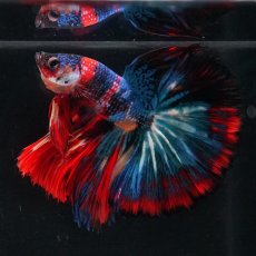 画像21: HM　キャンディ (21)