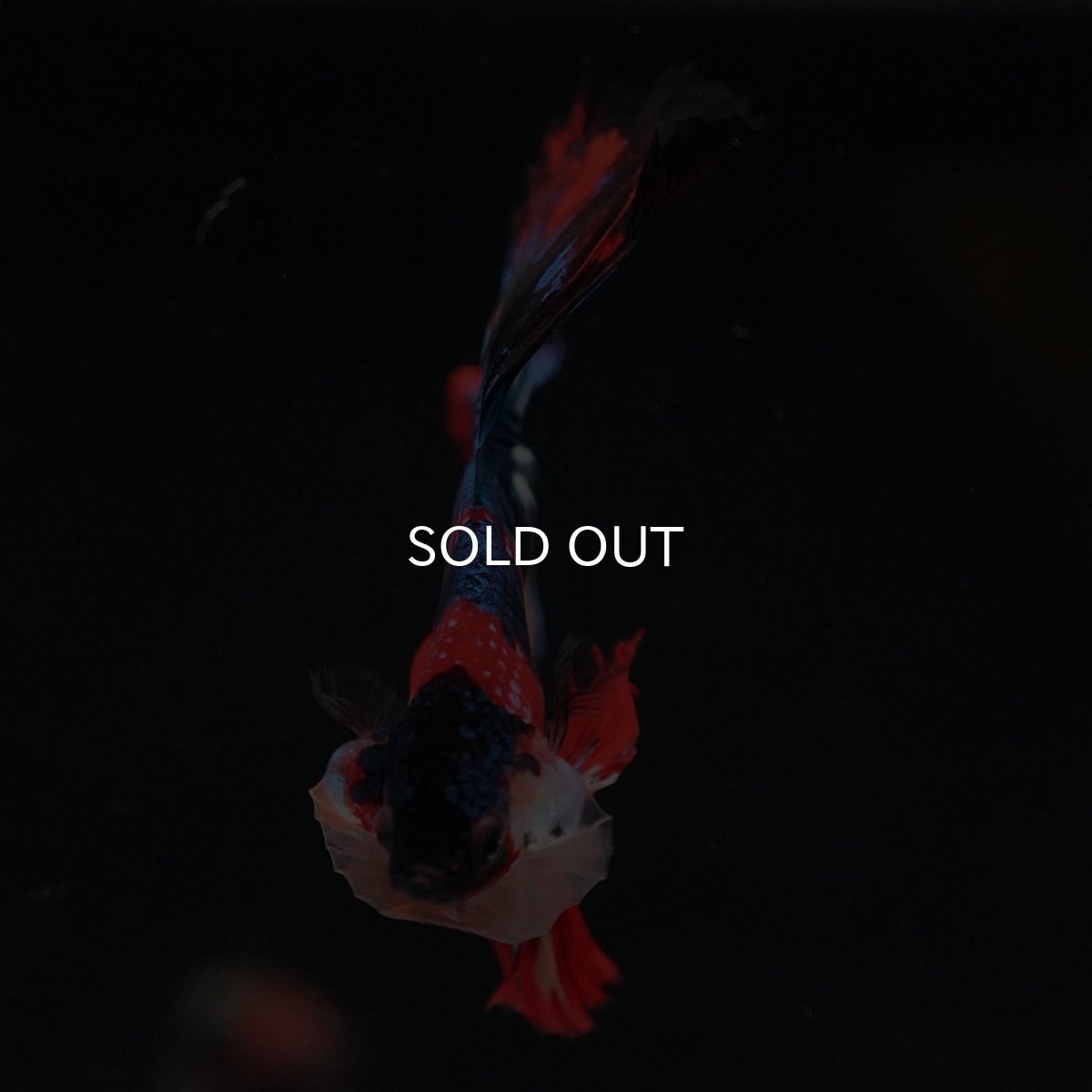 画像20: HM　キャンディ (20)