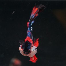 画像20: HM　キャンディ (20)