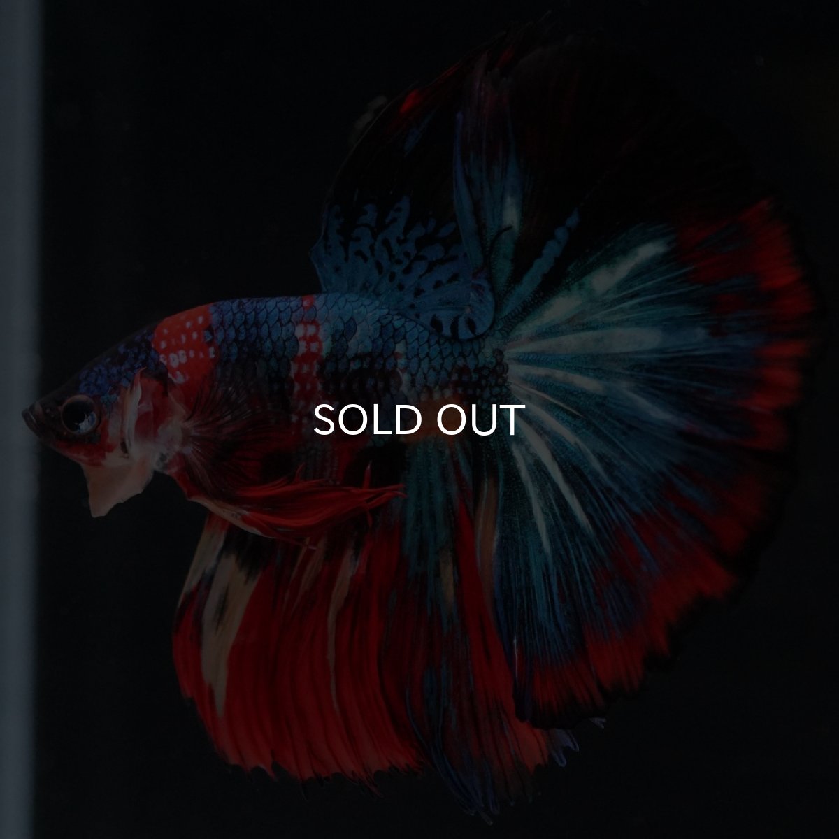 画像19: HM　キャンディ (19)