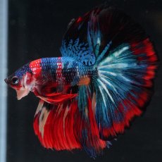 画像19: HM　キャンディ (19)