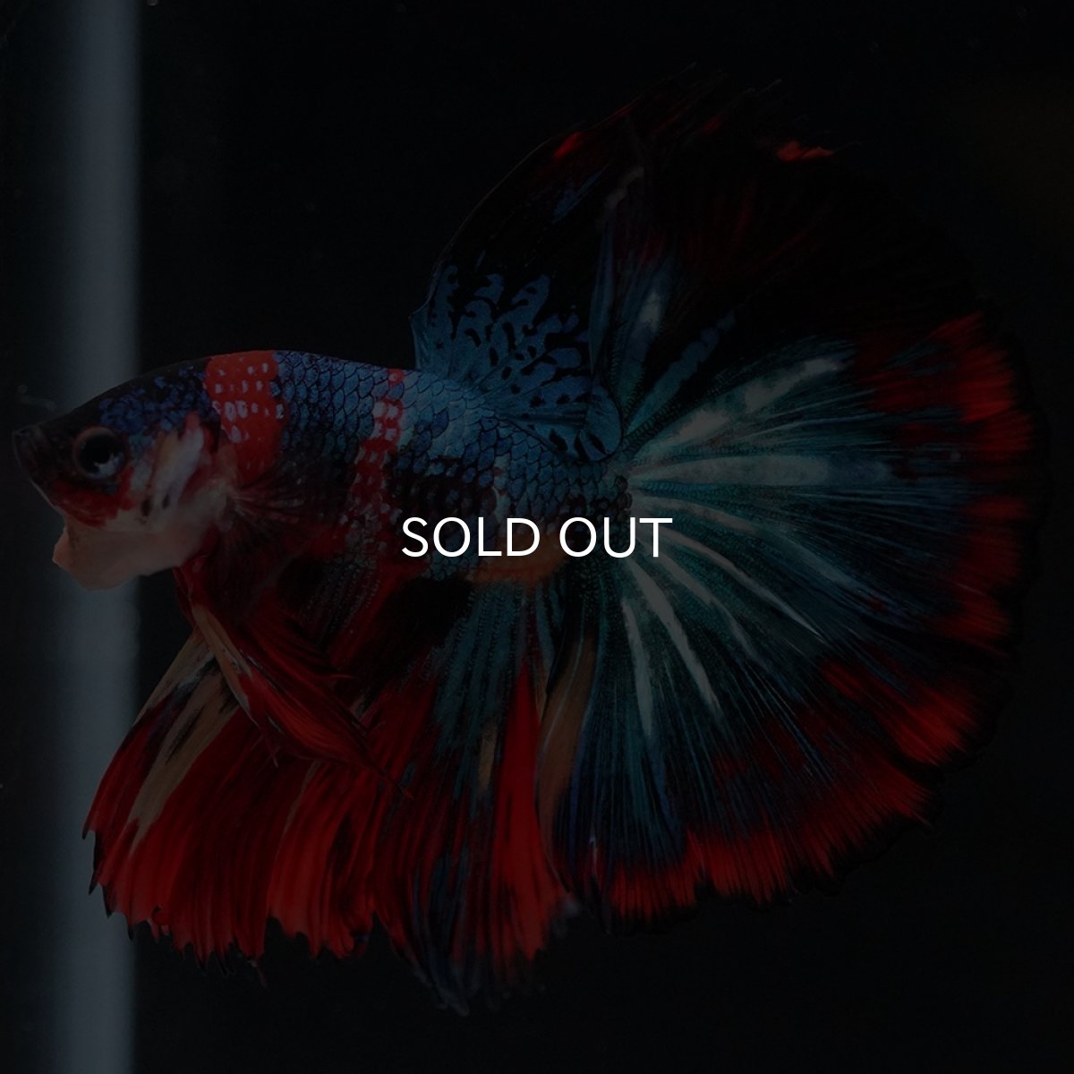 画像18: HM　キャンディ (18)