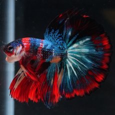 画像18: HM　キャンディ (18)