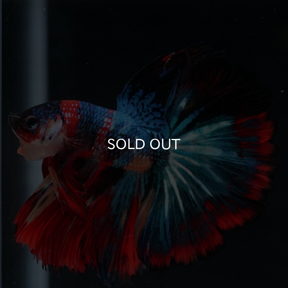 画像17: HM　キャンディ (17)