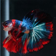 画像17: HM　キャンディ (17)