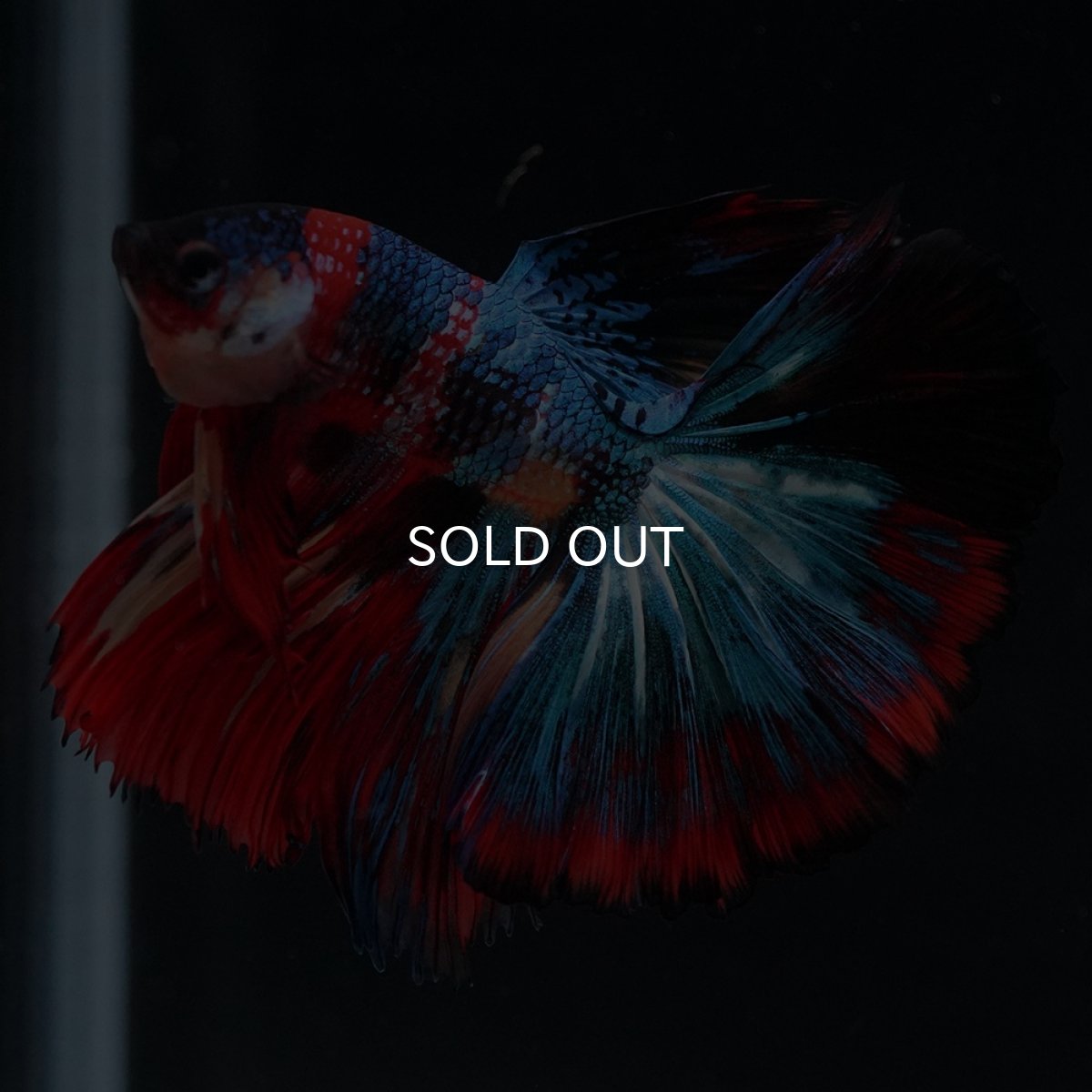 画像16: HM　キャンディ (16)