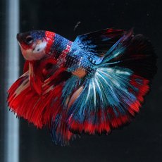 画像16: HM　キャンディ (16)