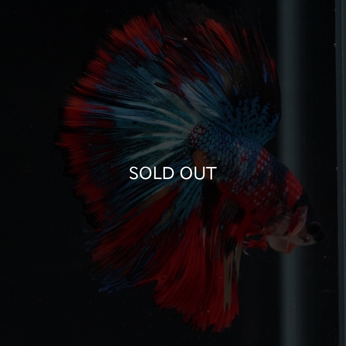 画像15: HM　キャンディ (15)