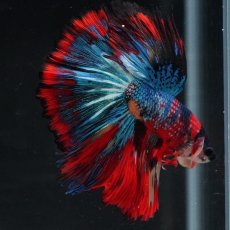 画像15: HM　キャンディ (15)