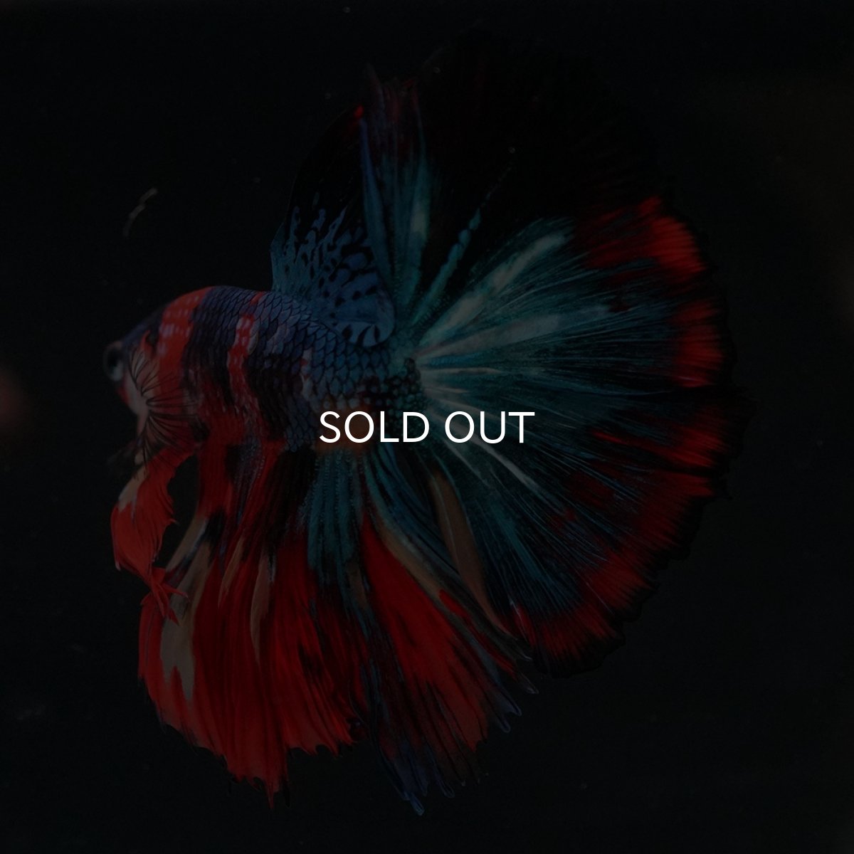 画像14: HM　キャンディ (14)