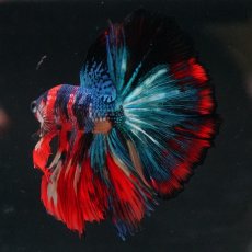 画像14: HM　キャンディ (14)