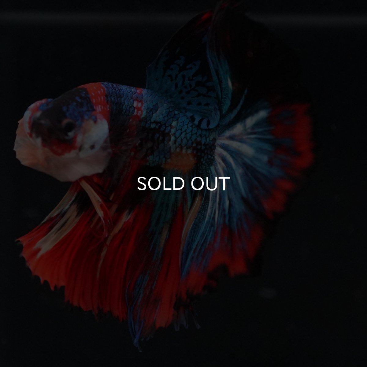 画像13: HM　キャンディ (13)