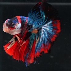 画像13: HM　キャンディ (13)