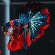 画像12: HM　キャンディ (12)