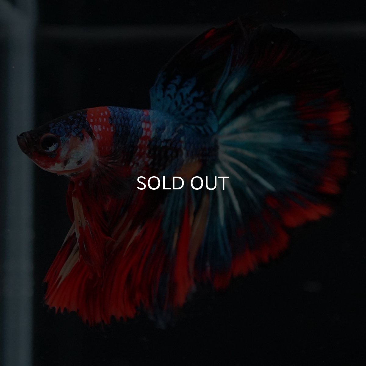 画像11: HM　キャンディ (11)