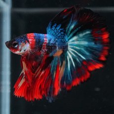 画像11: HM　キャンディ (11)