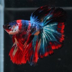 画像10: HM　キャンディ (10)