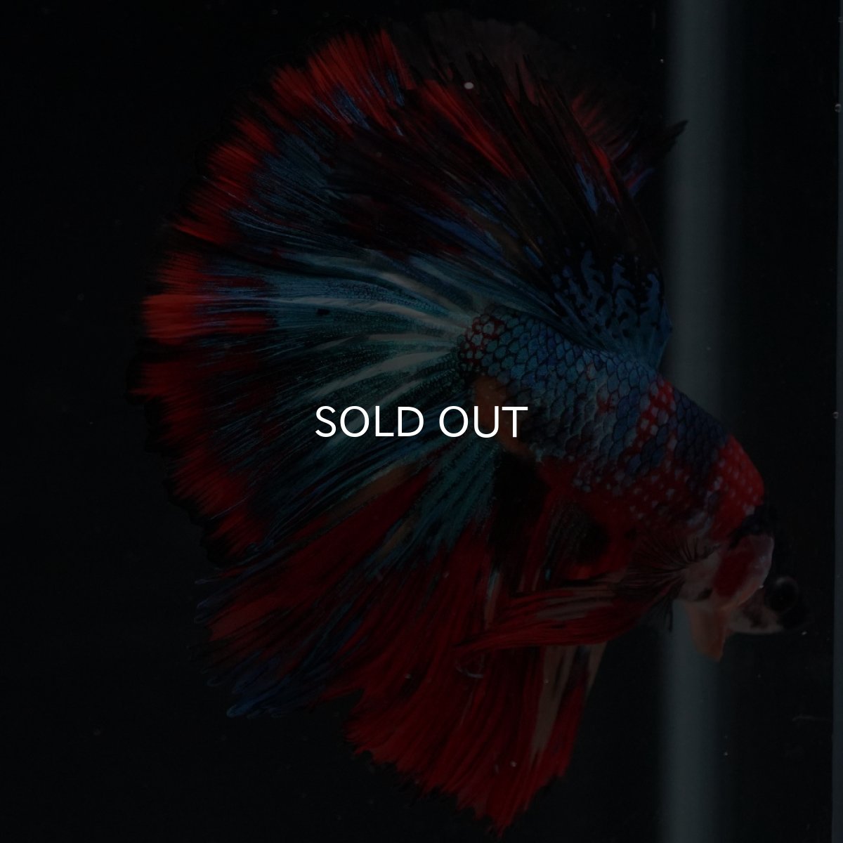 画像9: HM　キャンディ (9)