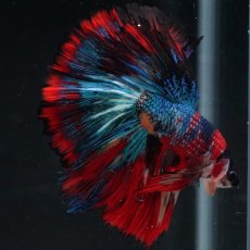 画像9: HM　キャンディ (9)