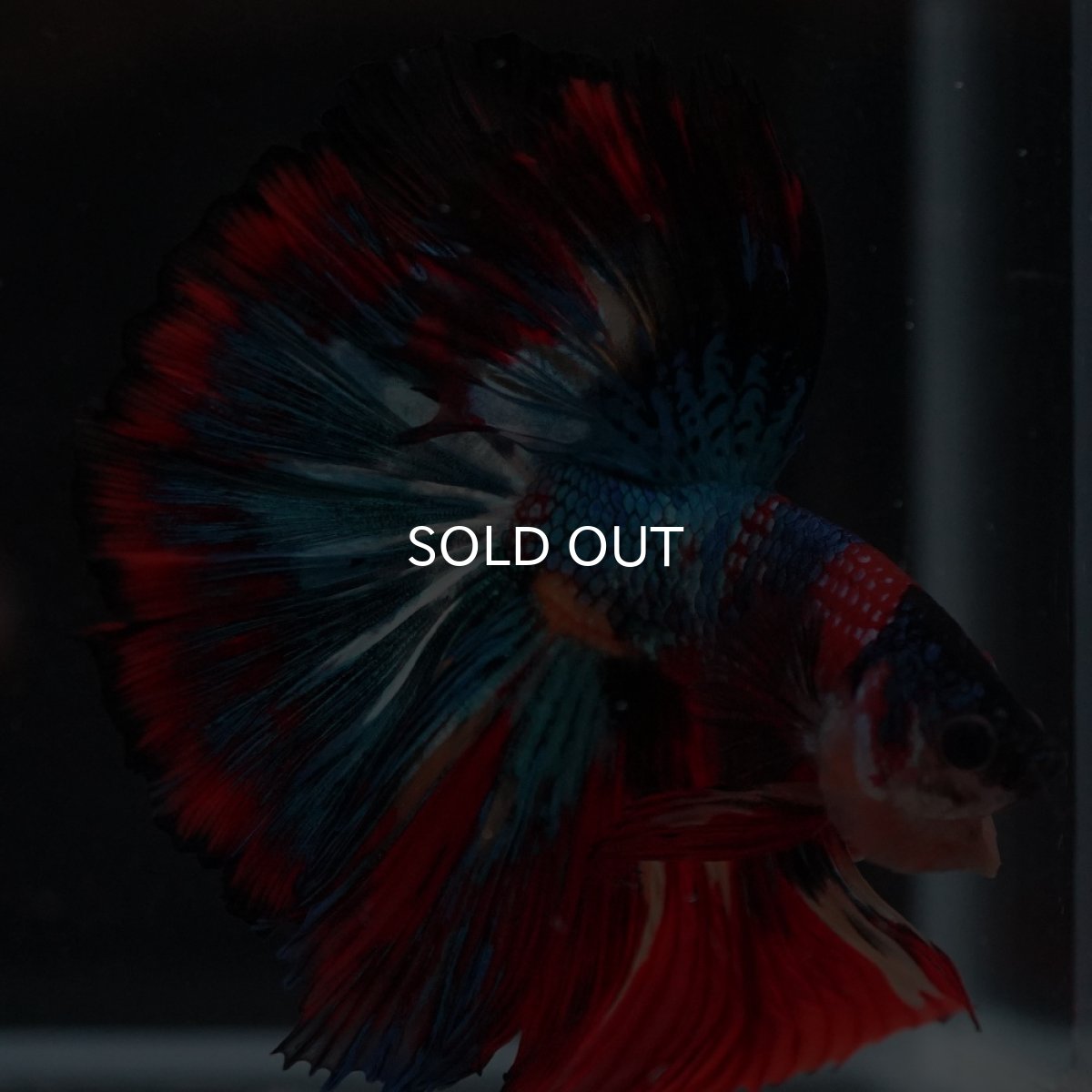 画像8: HM　キャンディ (8)