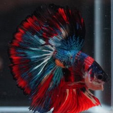 画像8: HM　キャンディ (8)