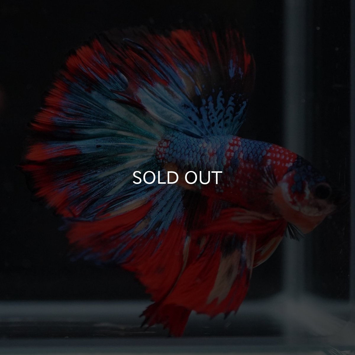 画像7: HM　キャンディ (7)