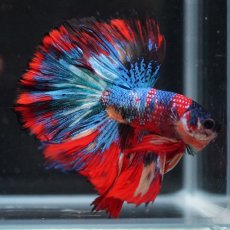 画像7: HM　キャンディ (7)