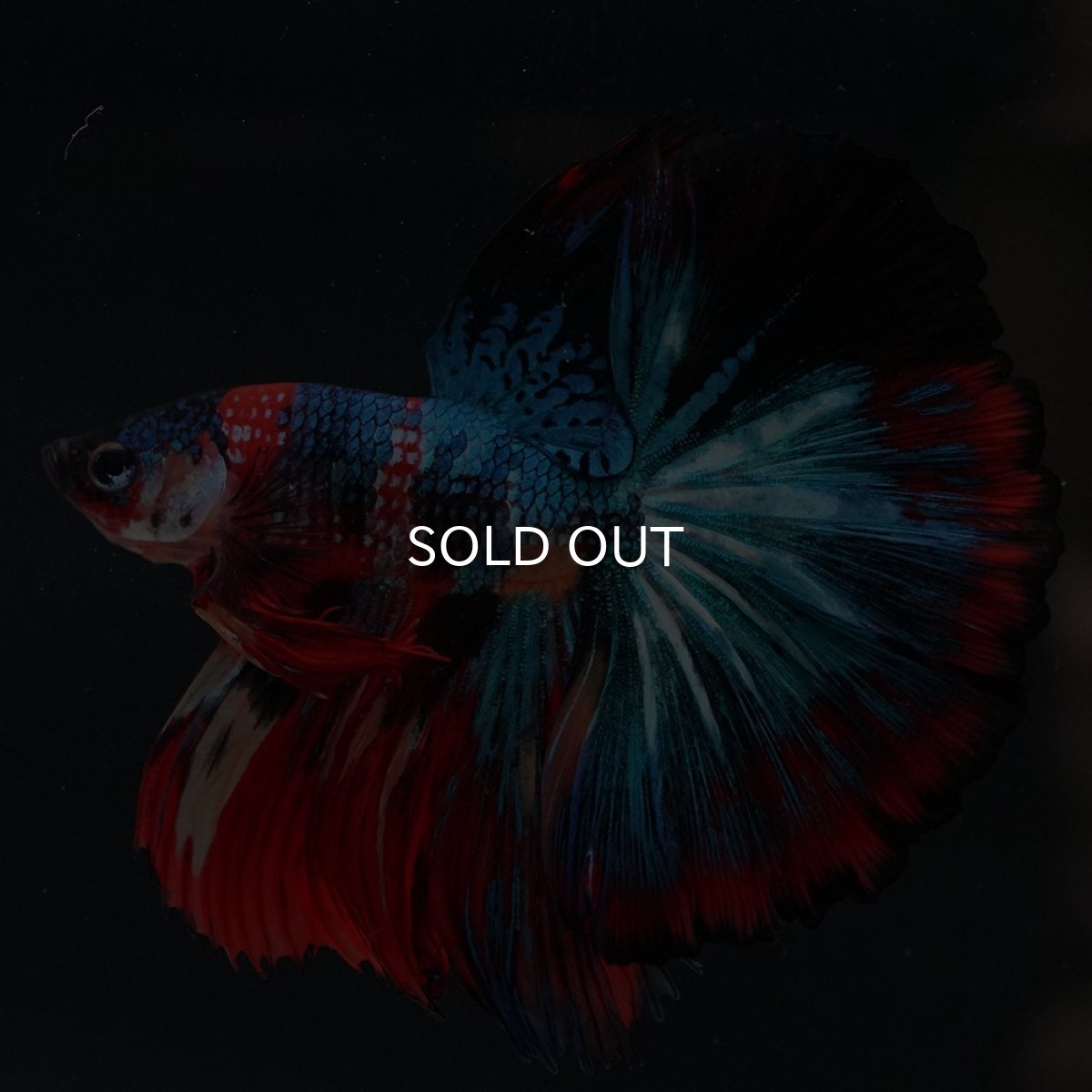 画像6: HM　キャンディ (6)