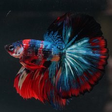 画像6: HM　キャンディ (6)