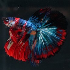 画像5: HM　キャンディ (5)