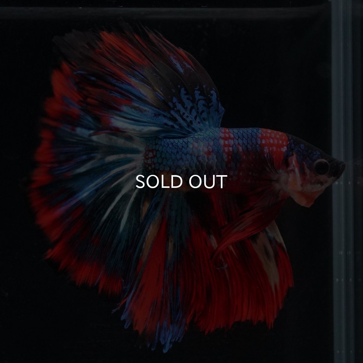 画像1: HM　キャンディ (1)