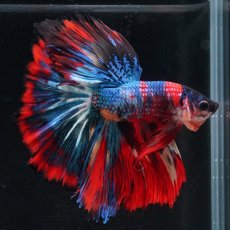 画像1: HM　キャンディ (1)