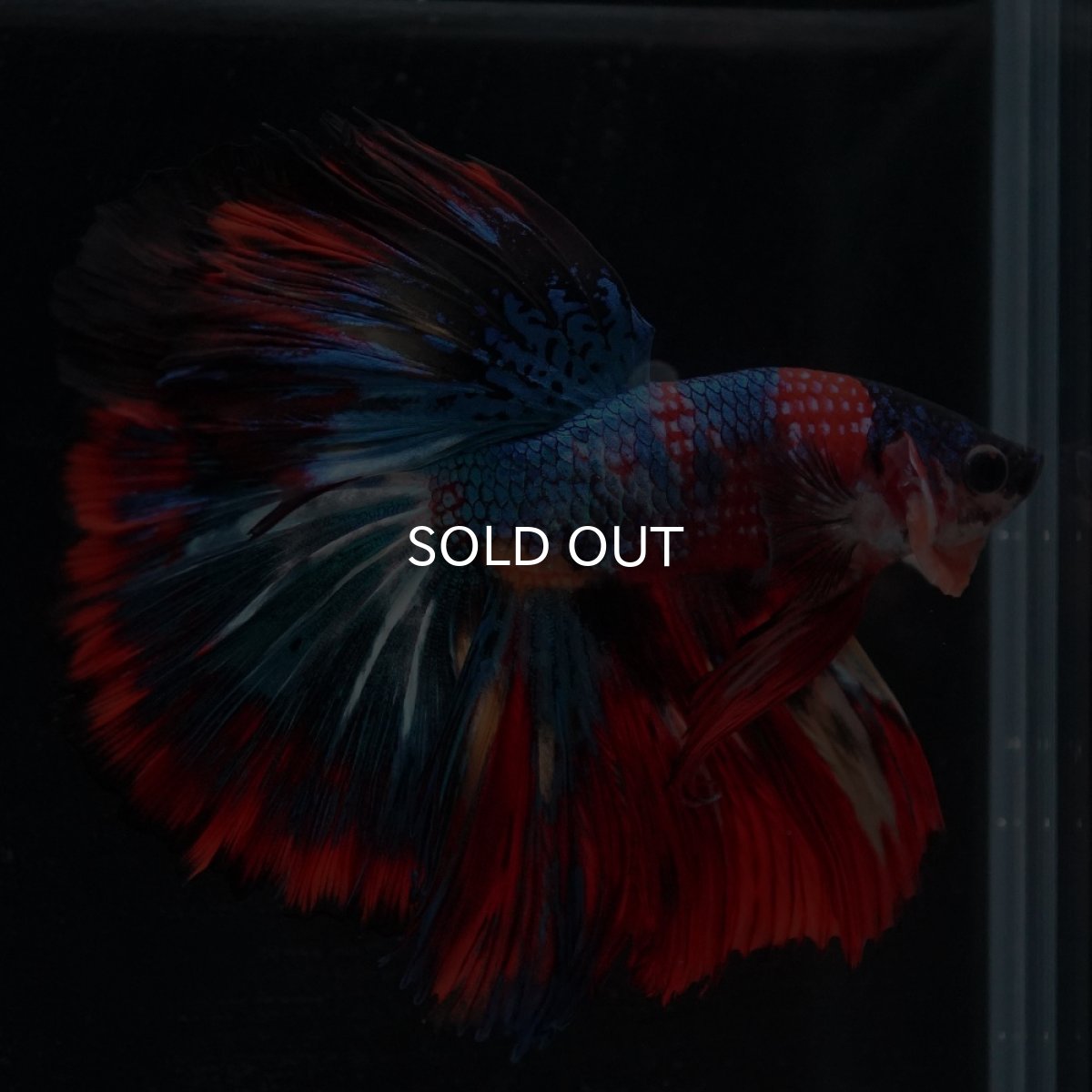 画像4: HM　キャンディ (4)