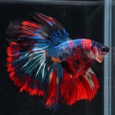 画像4: HM　キャンディ (4)