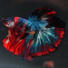 画像3: HM　キャンディ (3)