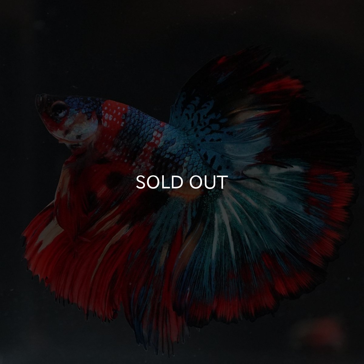 画像2: HM　キャンディ (2)