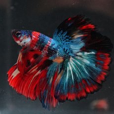 画像2: HM　キャンディ (2)