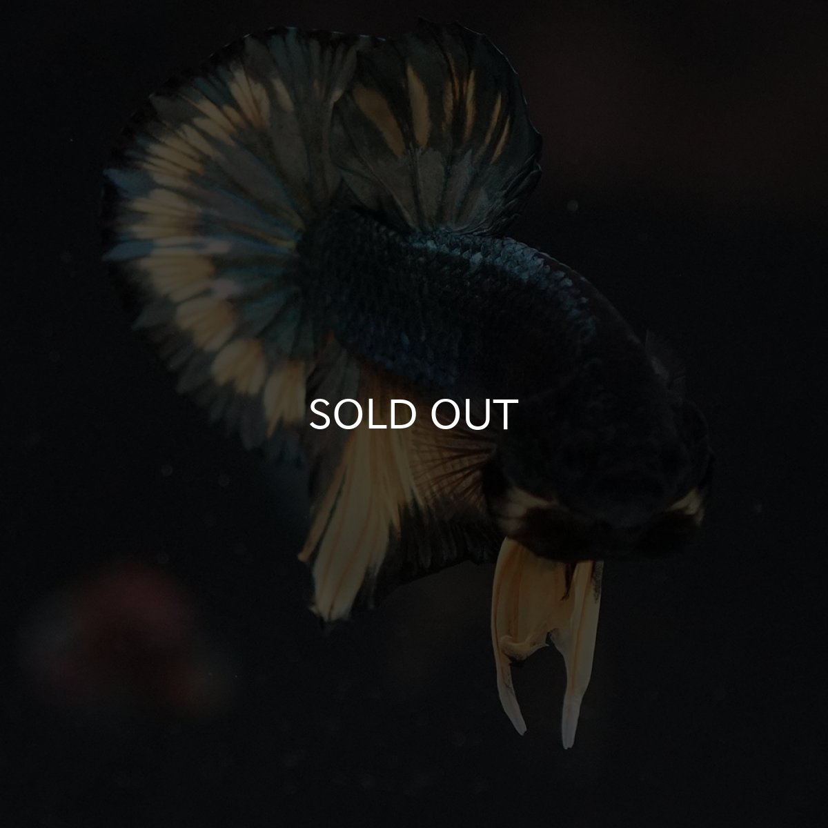 画像19: HMPK　イエローカッパー (19)