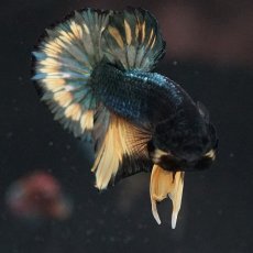 画像19: HMPK　イエローカッパー (19)