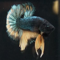 画像18: HMPK　イエローカッパー (18)