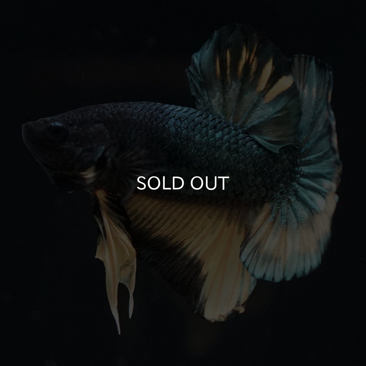 画像17: HMPK　イエローカッパー (17)