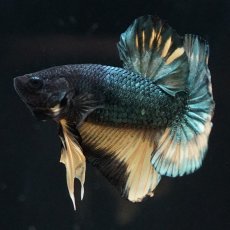 画像17: HMPK　イエローカッパー (17)