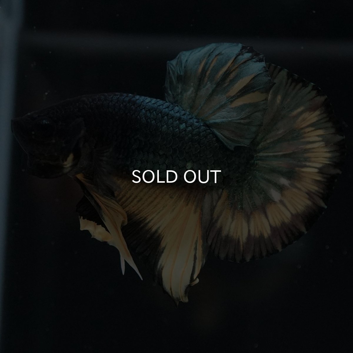 画像16: HMPK　イエローカッパー (16)