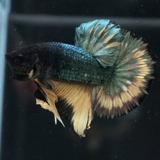 画像16: HMPK　イエローカッパー (16)