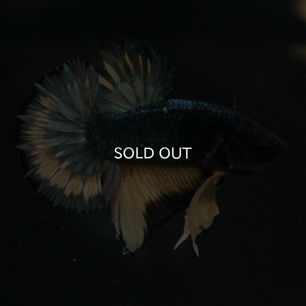 画像15: HMPK　イエローカッパー (15)