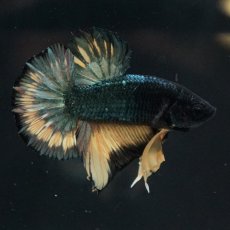 画像15: HMPK　イエローカッパー (15)