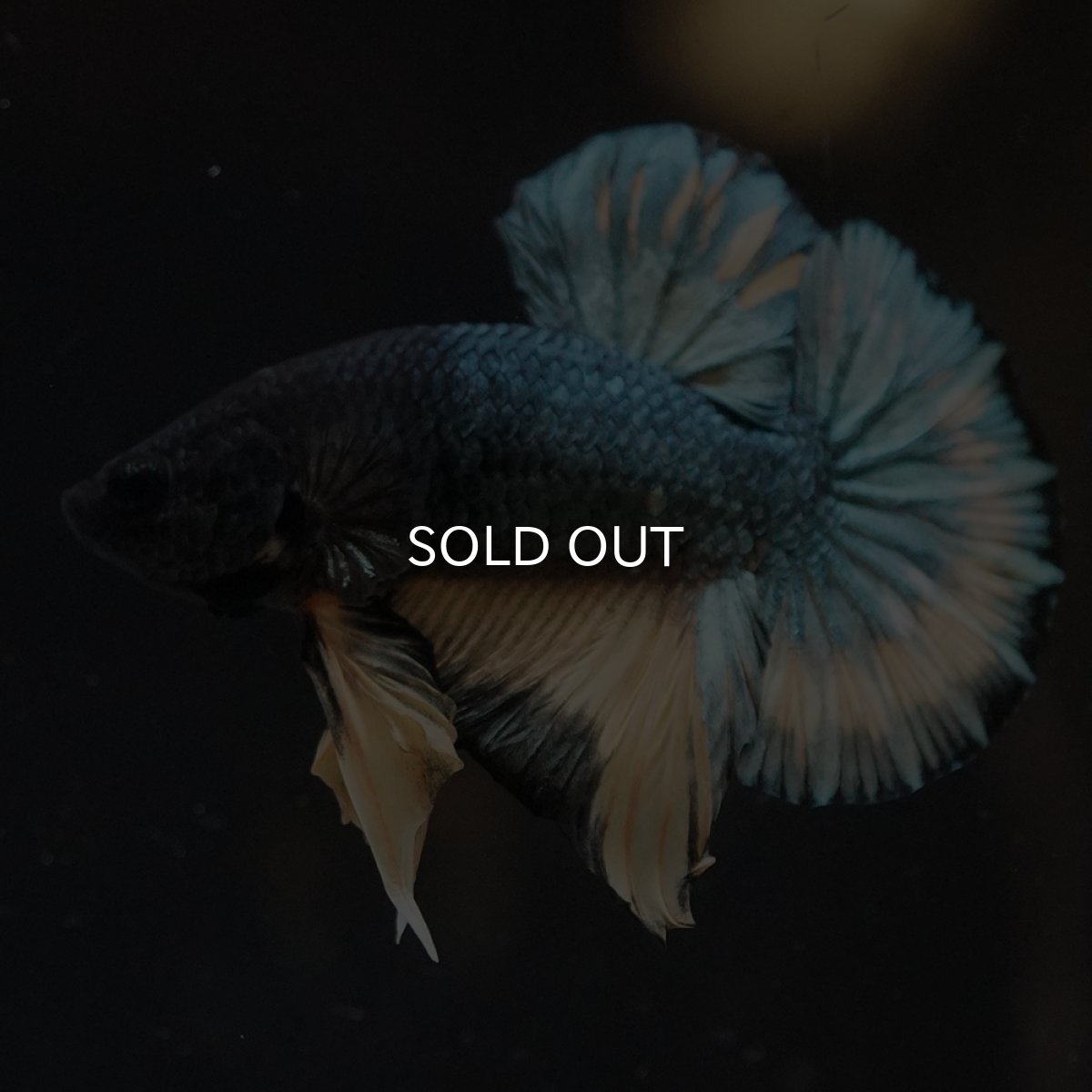 画像14: HMPK　イエローカッパー (14)