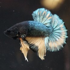 画像14: HMPK　イエローカッパー (14)