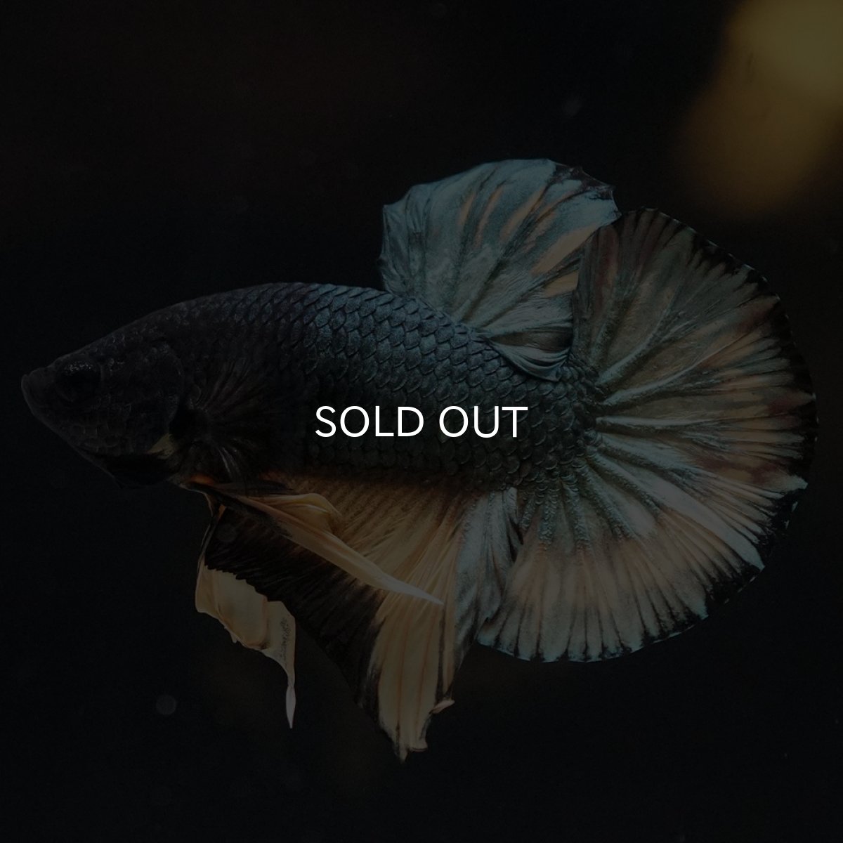 画像1: HMPK　イエローカッパー (1)